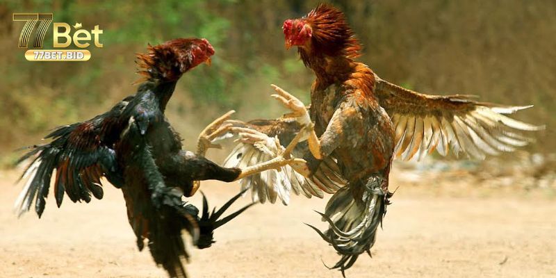 Gà Chọi C1 Những Thông Tin Bổ Ích Về Chiến Kê Chuyên Nghiệp